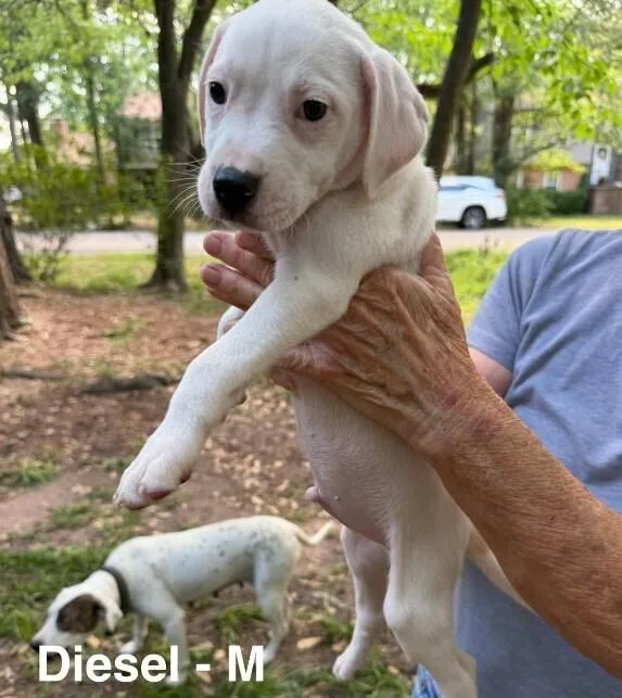 A baby small-sized male Tricolor (Brown, Black, & White) Labrador Retriever dog named Diesel for adoption in Colorado Springs, CO