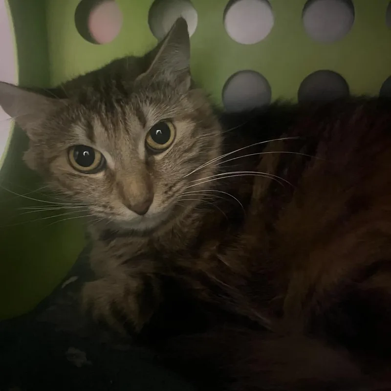 An adult medium-sized female Brown / Chocolate Domestic Medium Hair cat named Stormi for adoption in Providence, RI