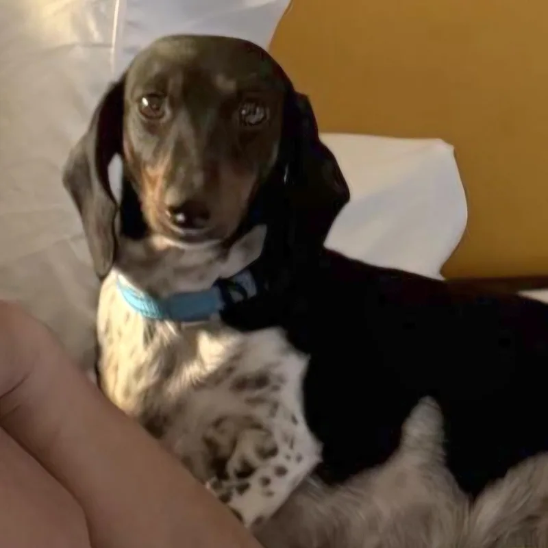 A young small-sized female Tricolor (Brown, Black, & White) Dachshund dog named Olivia for adoption in Omaha, NE