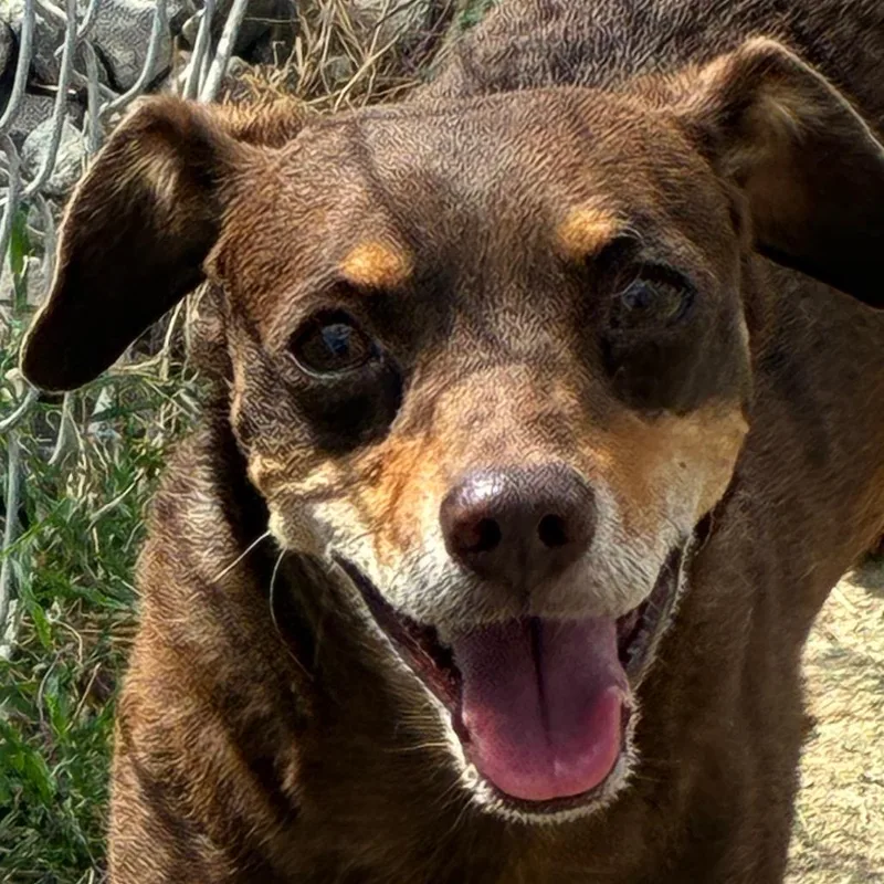 An adult small-sized male Chihuahua dog named Beast for adoption in Yuma, AZ