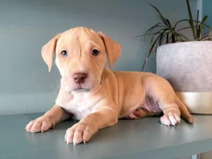 A baby small-sized female Labrador Retriever dog named Honey Butter for adoption in San Antonio, TX