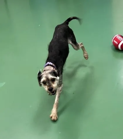 An adult small-sized male Terrier dog named Wyandotte for adoption in Westland, MI