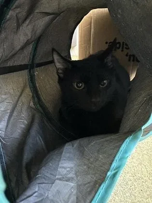 A baby small-sized female Domestic Short Hair cat named Kiki for adoption in Honolulu, HI