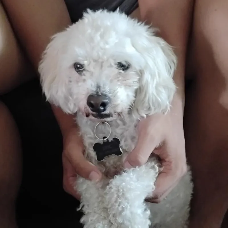 An adult small-sized male White / Cream Poodle dog named Waffles for adoption in Oceanside, CA