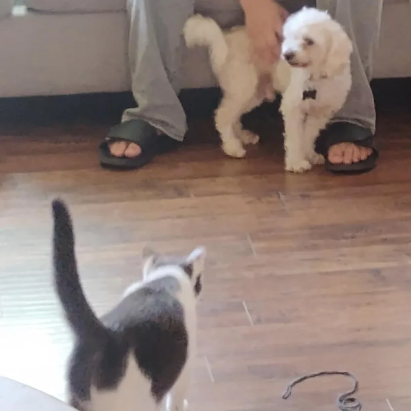 Waffles thumbnail 3