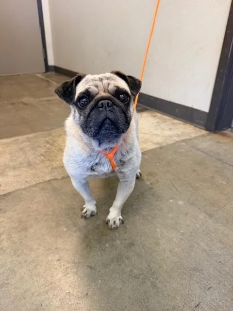 A young small-sized male Pug dog named Snickers for adoption in Ontario, CA