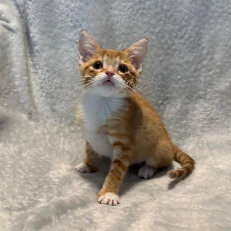 A baby small-sized female Orange / Red Domestic Short Hair cat named Sunkist for adoption in La Grange, KY