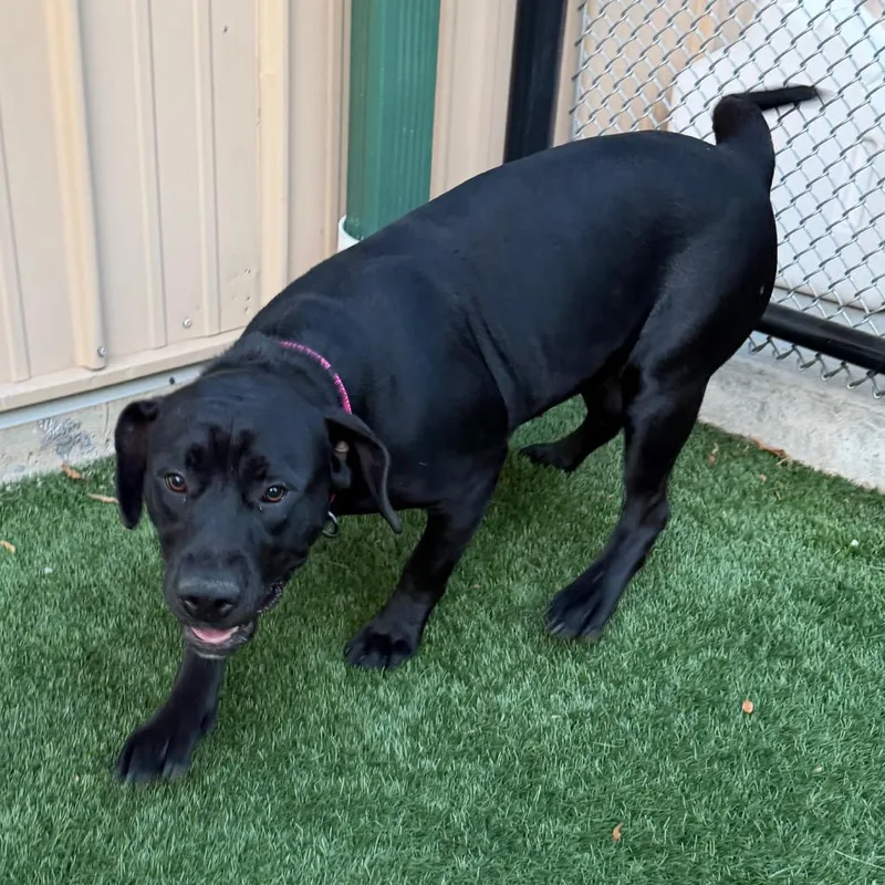 An adult large-sized female Black Labrador Retriever dog named Maggie for adoption in Naperville, IL