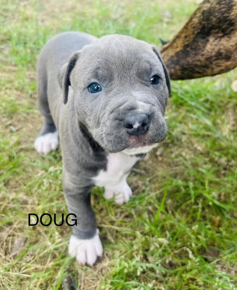 Doug And Davis