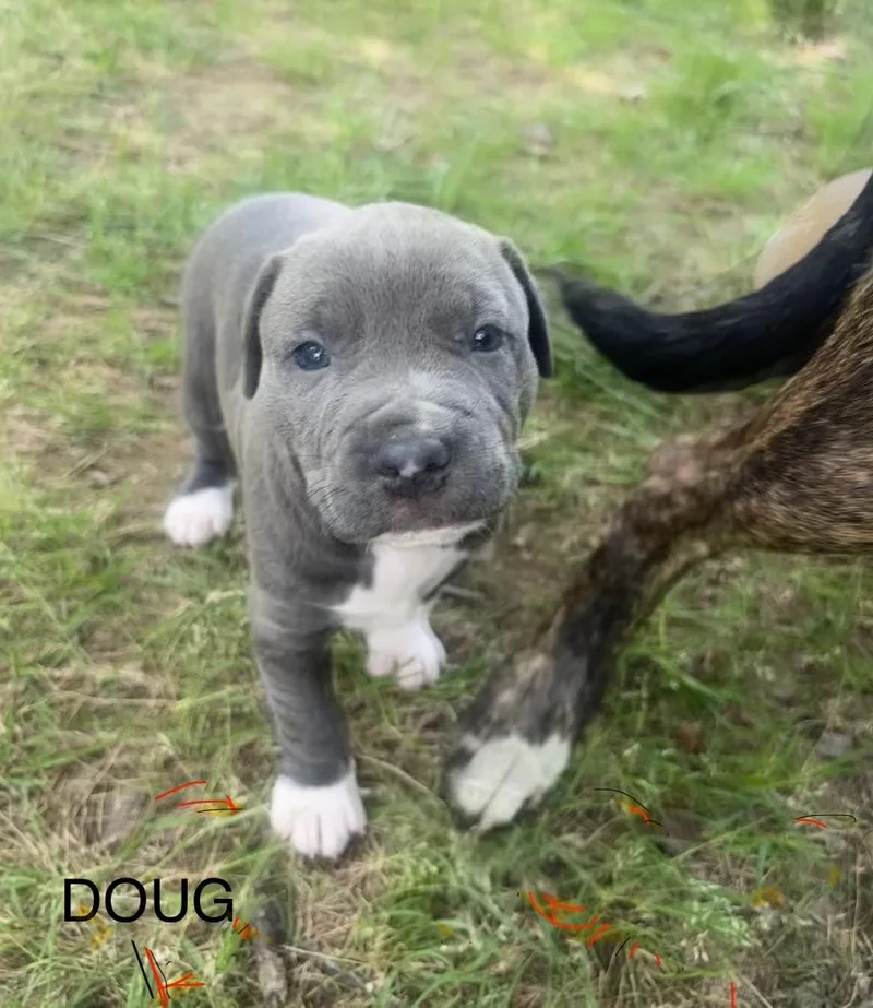 Doug And Davis thumbnail 2