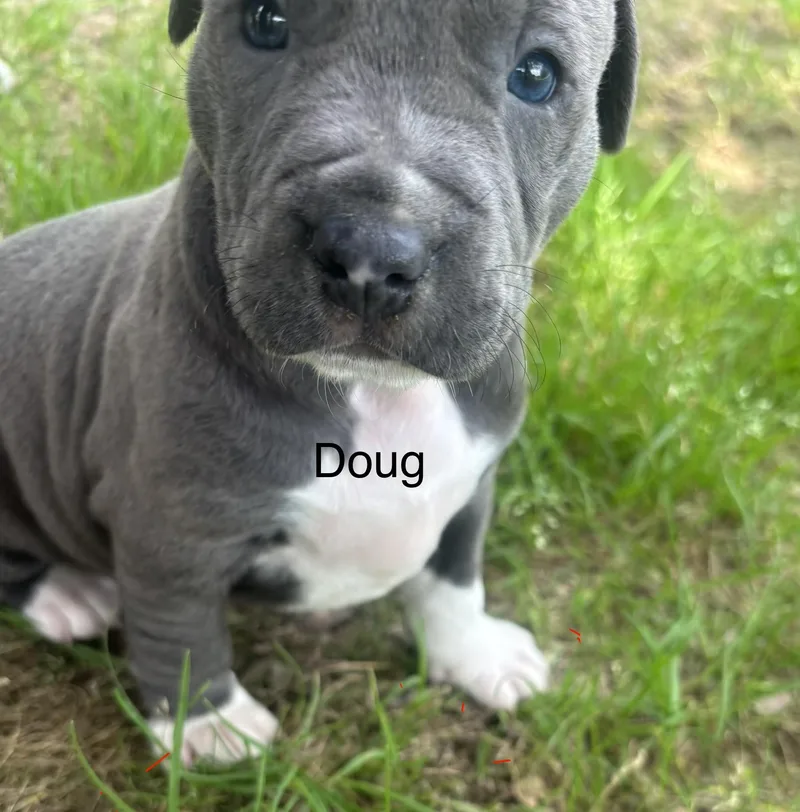 Doug And Davis thumbnail 3