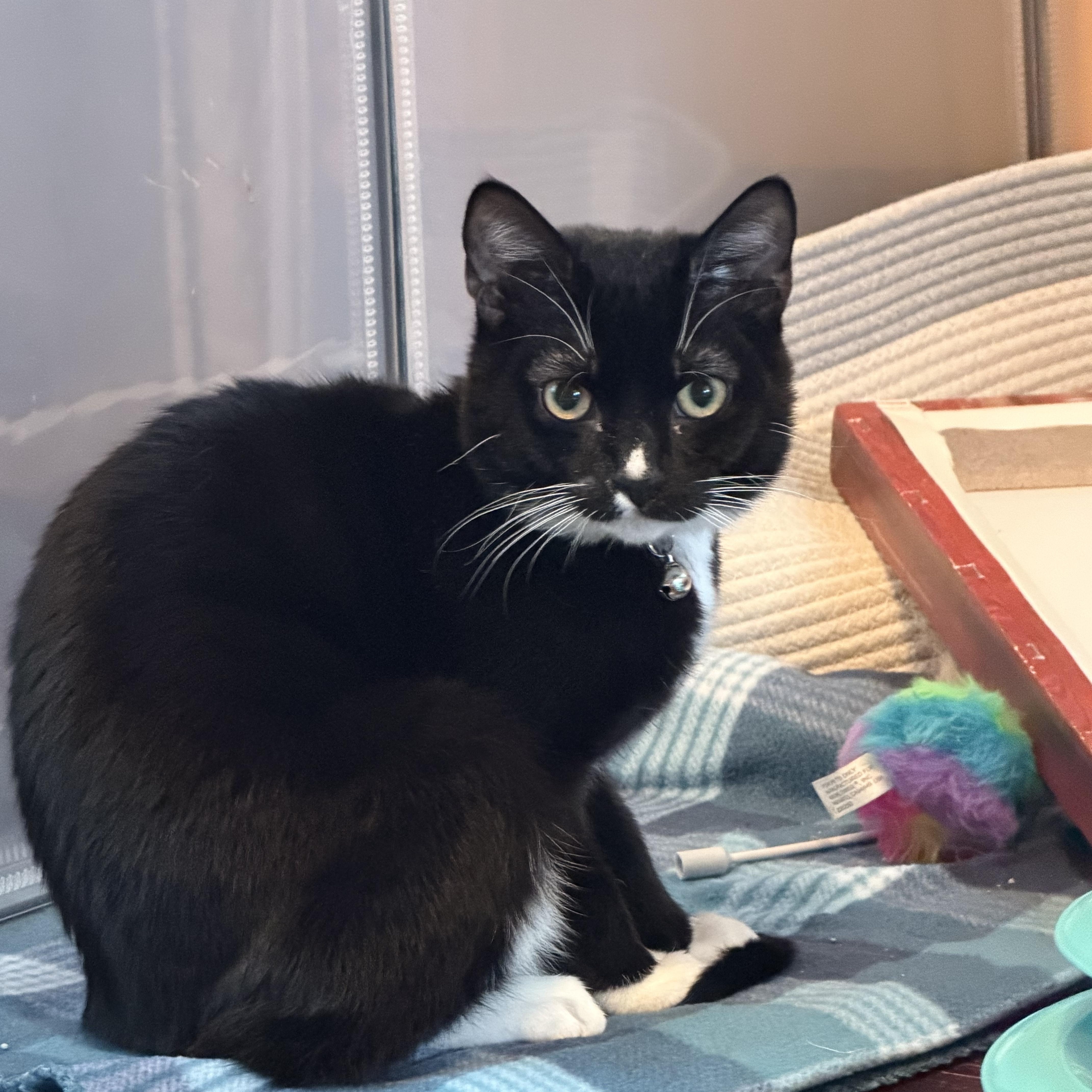 A young medium-sized male Black & White / Tuxedo Domestic Short Hair cat named Sonic for adoption in Murfreesboro, TN