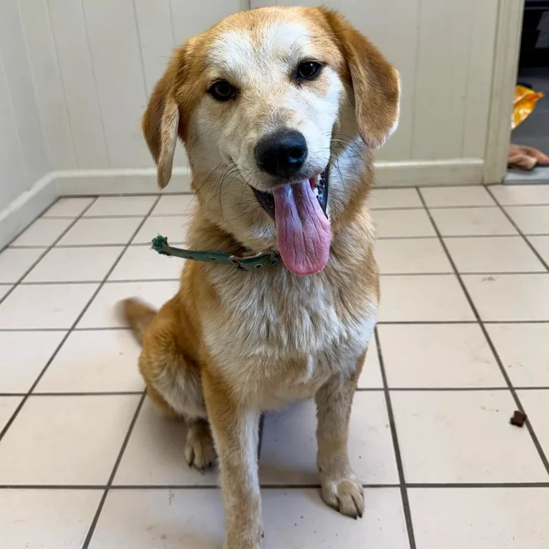 A young medium-sized male Brown / Chocolate Retriever dog named Max for adoption in Tuscaloosa, AL