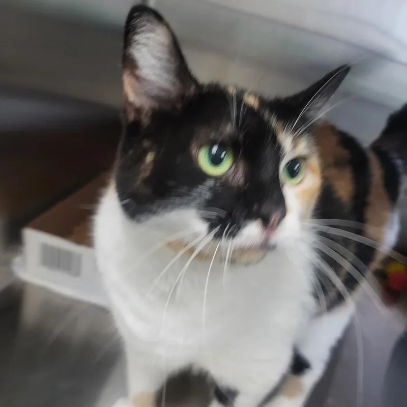 Beanie Weenie thumbnail 2