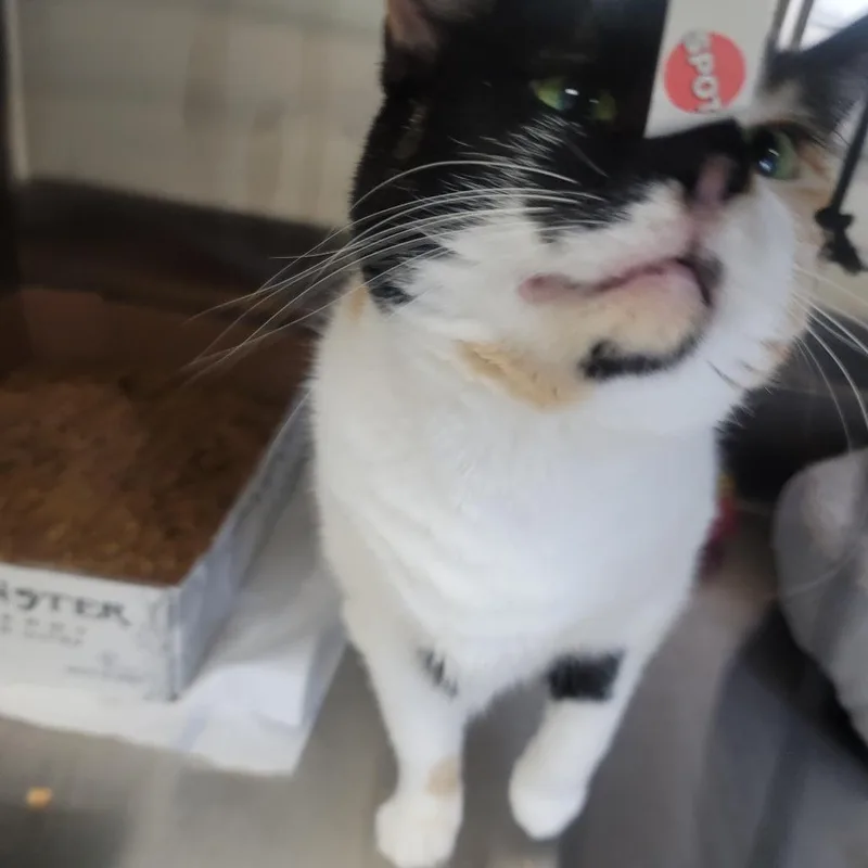 Beanie Weenie thumbnail 3