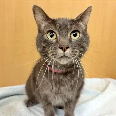 A senior medium-sized female Domestic Short Hair cat named Mellow for adoption in Saint Louis, MO