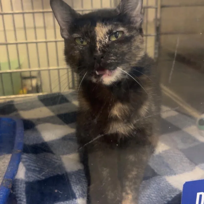 A young small-sized female Tortoiseshell Domestic Short Hair cat named Nova Beans for adoption in Gonzales, LA