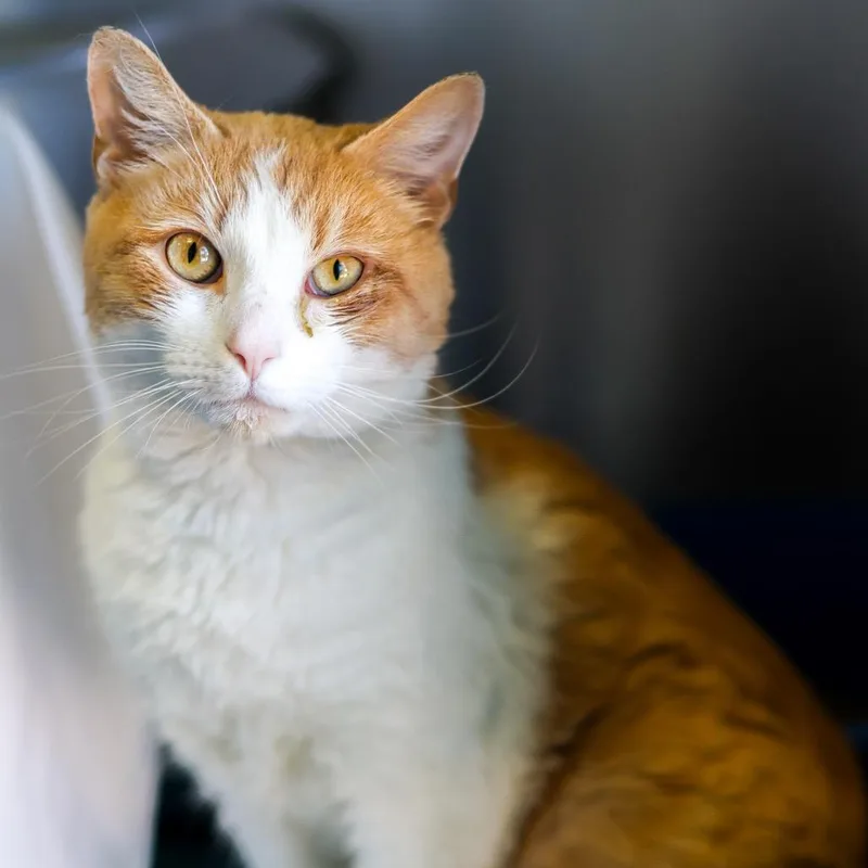 An adult medium-sized male Orange / Red Domestic Short Hair cat named Kent for adoption in Newark, DE