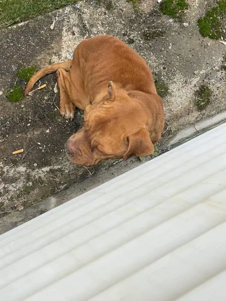 A senior medium-sized male Brown / Chocolate Pit Bull Terrier dog named Junior for adoption in Vandergrift, PA