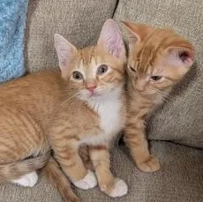 A baby small-sized female Tabby (Orange / Red) Domestic Short Hair cat named Princess Buttercup for adoption in Liverpool, TX