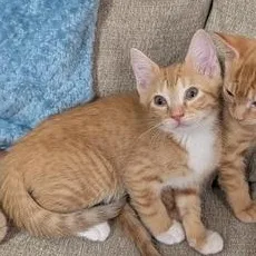 Princess Buttercup thumbnail 4