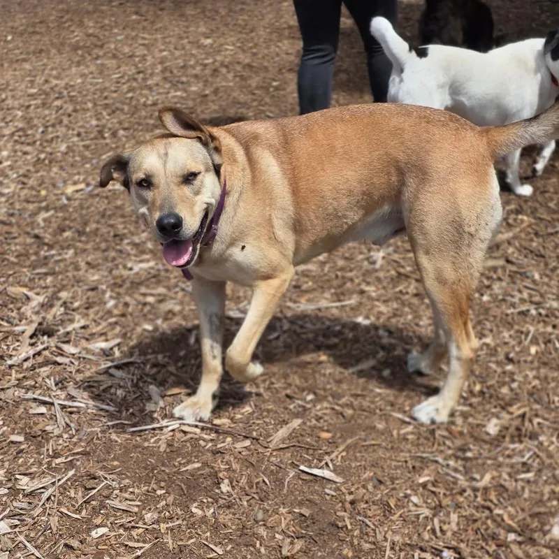 An adult extra large-sized male Husky dog named Thor for adoption in Allyn, WA