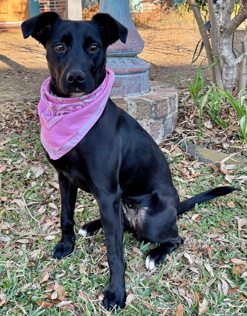 A young medium-sized female Black Labrador Retriever dog named Gigi  Precious Girl for adoption in Cypress, TX