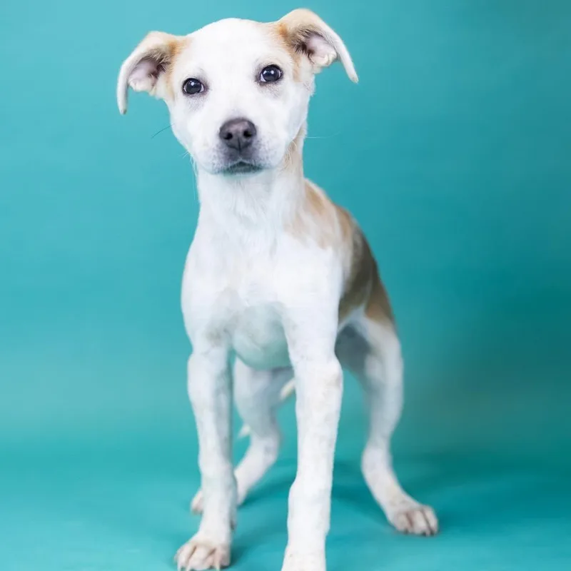 A baby medium-sized female Apricot / Beige Mixed Breed dog named Kate for adoption in Portland, OR