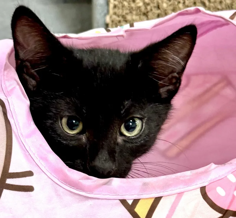 A baby medium-sized female Black Domestic Short Hair cat named Watermelon for adoption in Othello, WA