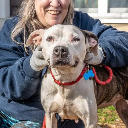 An adult medium-sized female Mixed Breed dog named Petunia for adoption in Chamblee, GA