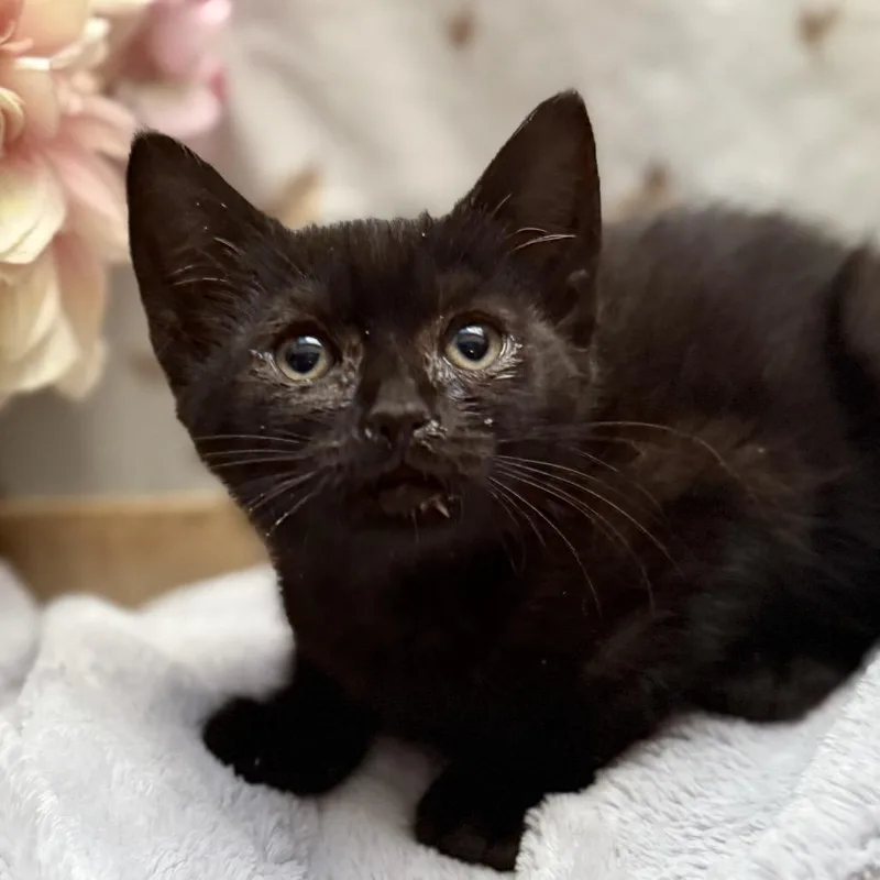 A baby small-sized female Black American Shorthair cat named Barb for adoption in Newberg, OR