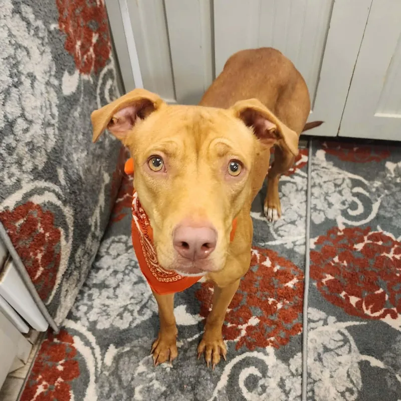 An adult medium-sized female Red / Chestnut / Orange Pit Bull Terrier dog named Maya for adoption in Oak Point, TX