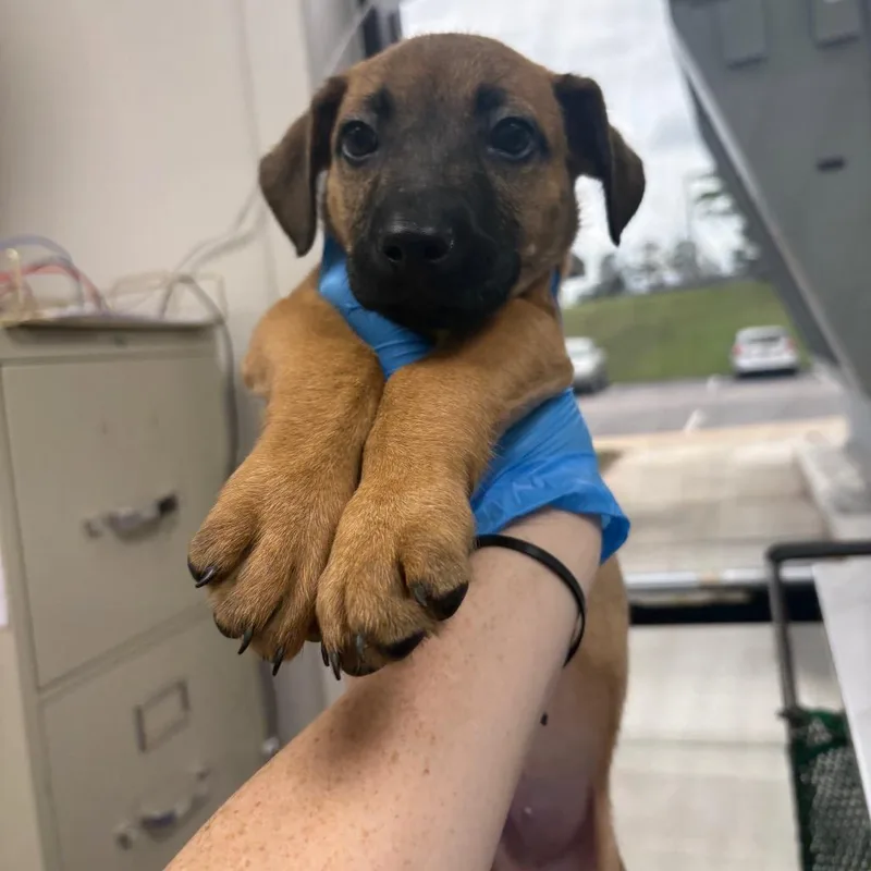 A baby small-sized male Yellow / Tan / Blond / Fawn Mixed Breed dog named Fred for adoption in Columbiana, AL