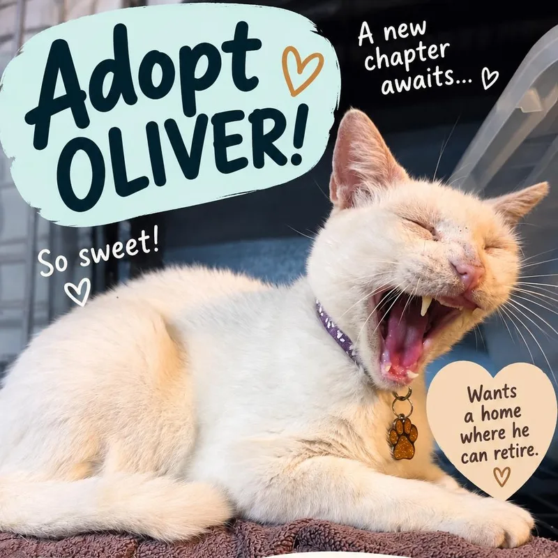 Oliver thumbnail 3