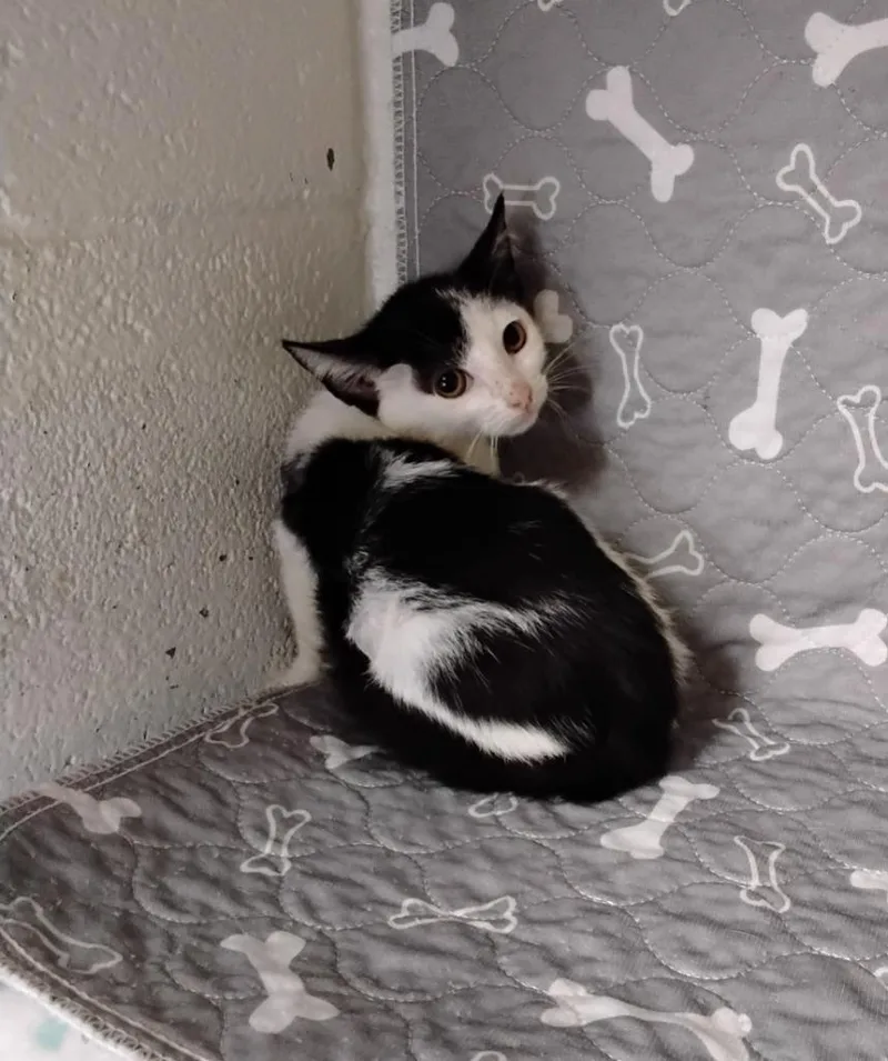A baby medium-sized male Domestic Short Hair cat named Tina for adoption in Ada, OK