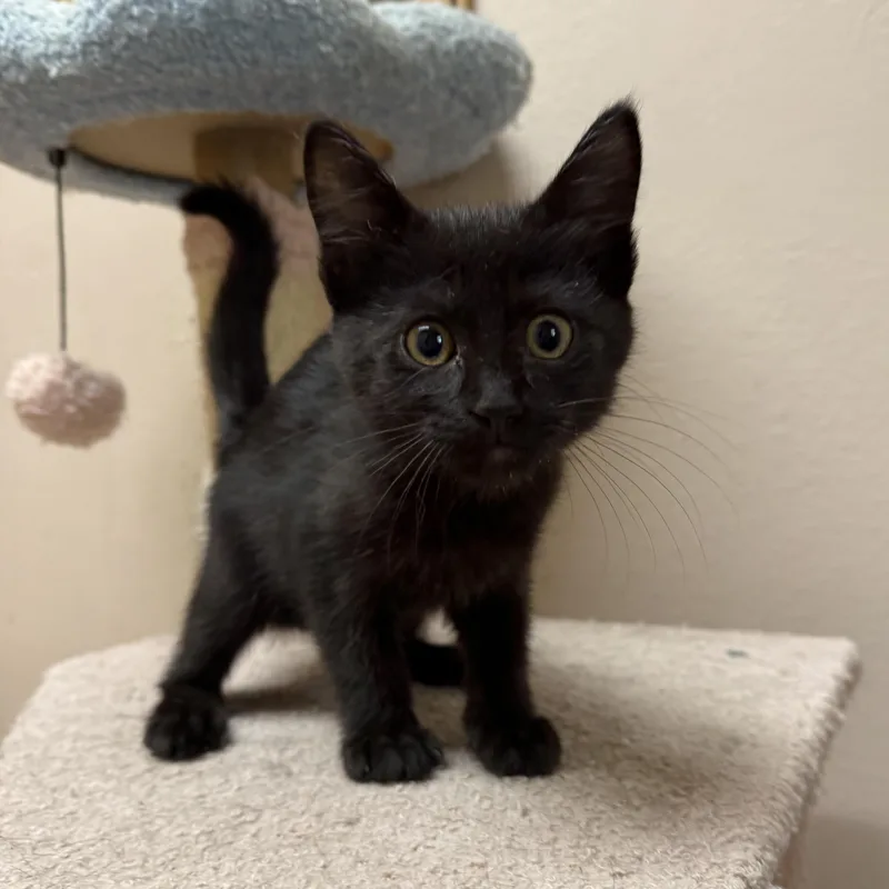 A baby large-sized male Black Domestic Short Hair cat named Chai for adoption in Oconto, WI
