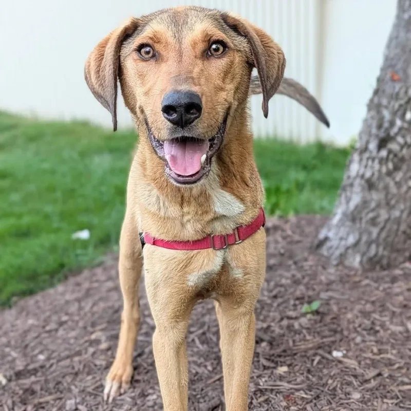 A young medium-sized male Yellow / Tan / Blond / Fawn Shepherd dog named Hank for adoption in Falls Church, VA
