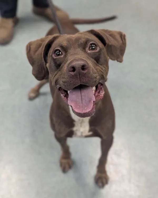 A young medium-sized female Labrador Retriever dog named Smalls for adoption in Richmond, VA