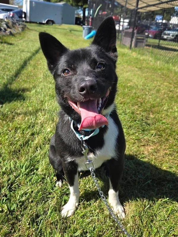 A young medium-sized male Basenji dog named Marco for adoption in Millersville, MD