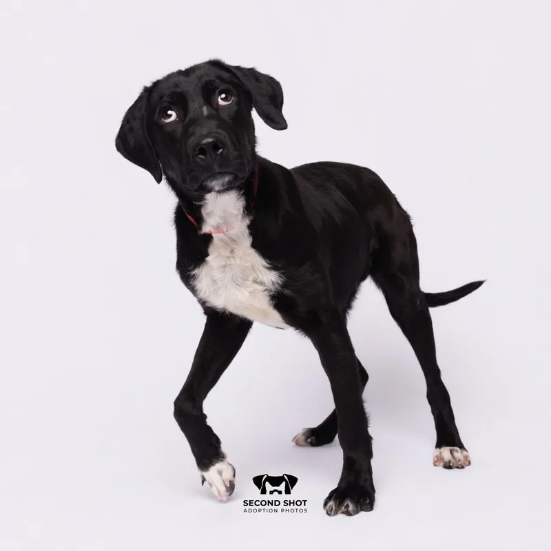 A young medium-sized female Black Labrador Retriever dog named Diana for adoption in Tampa, FL