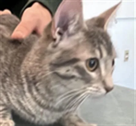 A young small-sized female Domestic Short Hair cat named Luna for adoption in Chatsworth, CA