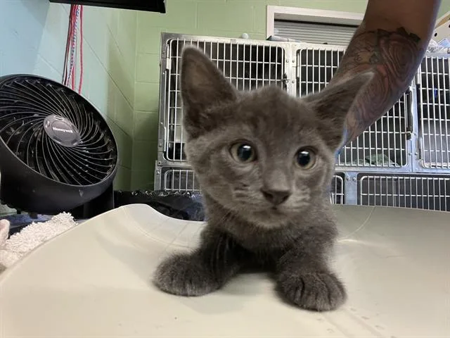 A baby small-sized male Domestic Short Hair cat named Gizmo for adoption in Grand Prairie, TX