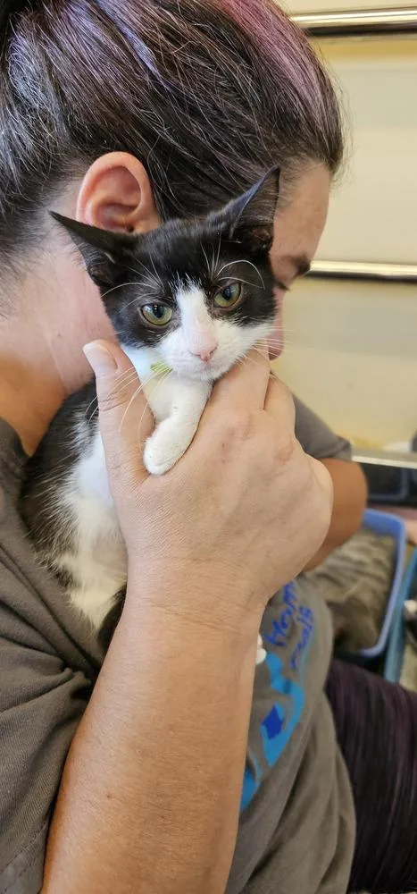 A young medium-sized female Black & White / Tuxedo Domestic Short Hair cat named Salsa for adoption in Powder Springs, GA
