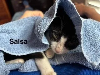 Salsa thumbnail 3