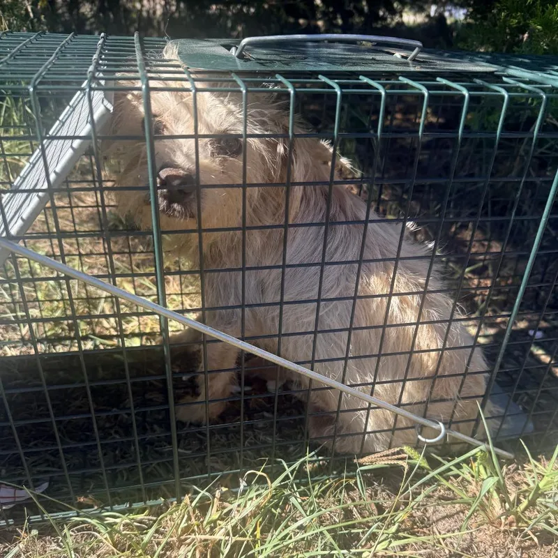 An adult small-sized female Yellow / Tan / Blond / Fawn Mixed Breed dog named Ellie Mae for adoption in Corinth, MS