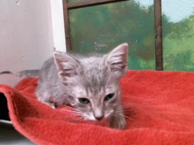 A baby small-sized male Domestic Short Hair cat named Shanks for adoption in Houston, TX