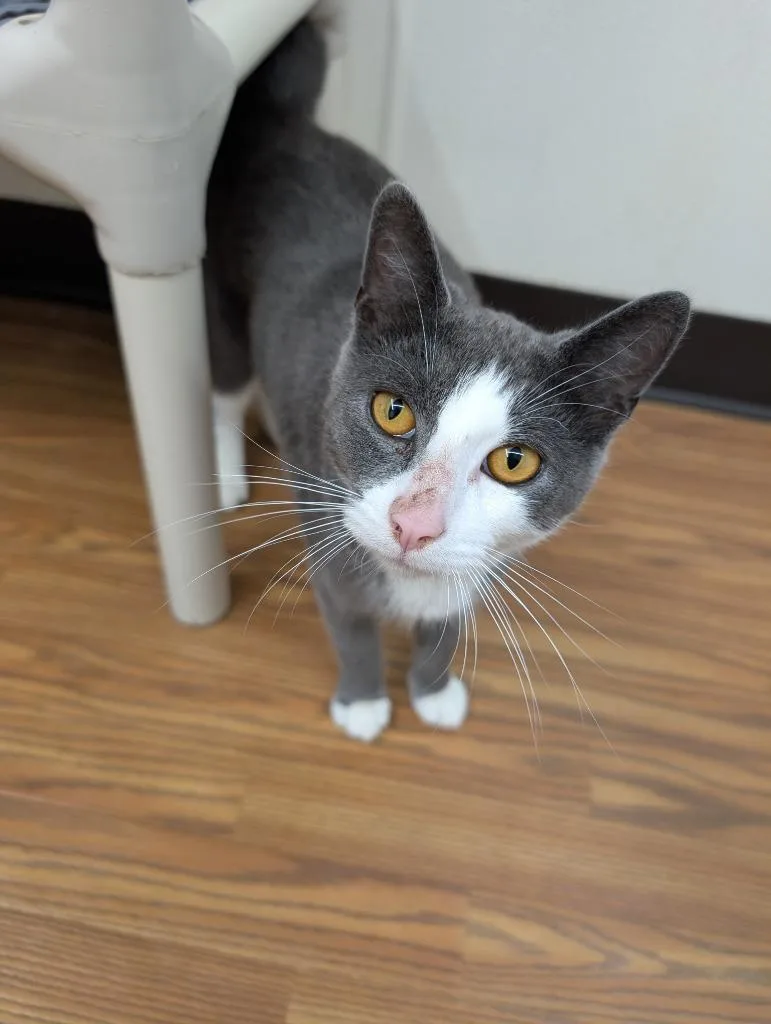 A young large-sized male Domestic Short Hair cat named Asher for adoption in Sidney, NY