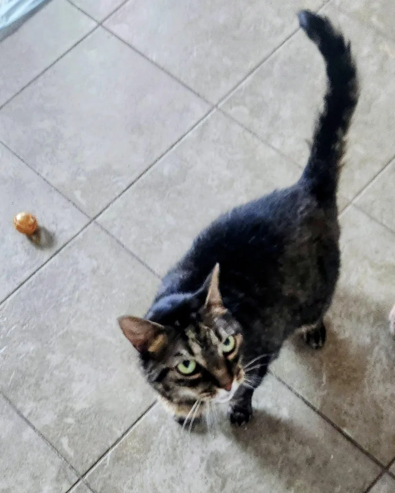 An adult medium-sized female Tabby (Brown / Chocolate) Domestic Short Hair cat named Valentine for adoption in Swansea, MA