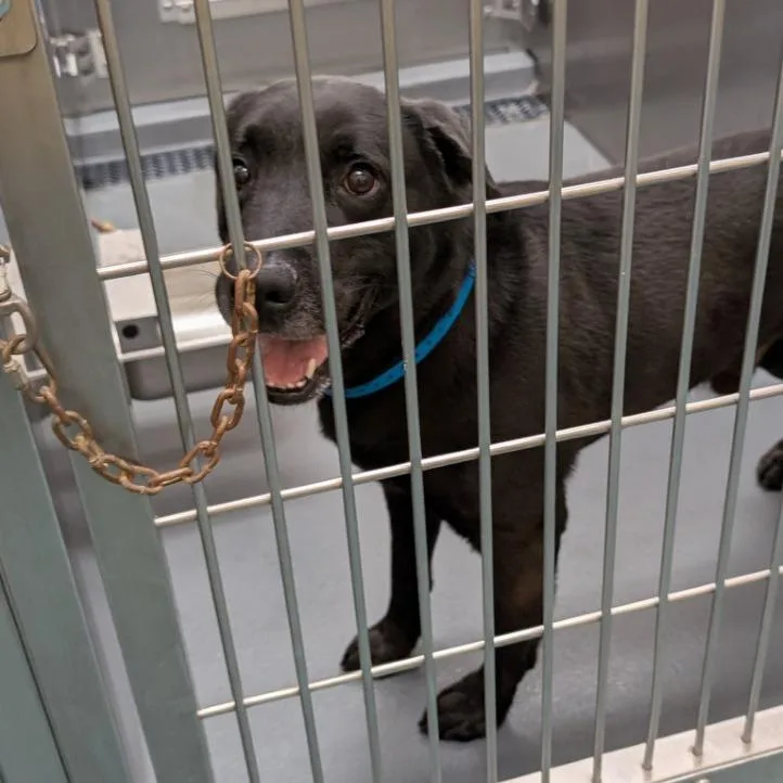 An adult medium-sized male Black Mixed Breed dog named Lee for adoption in Memphis, TN