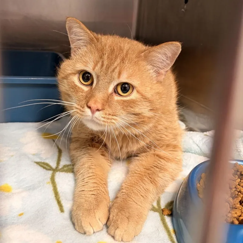 A young large-sized male Orange / Red Domestic Short Hair cat named Nemo for adoption in Franklin, NC